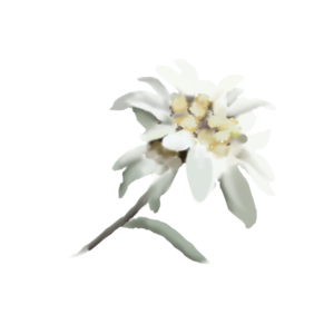 Edelweiss Leontopodium